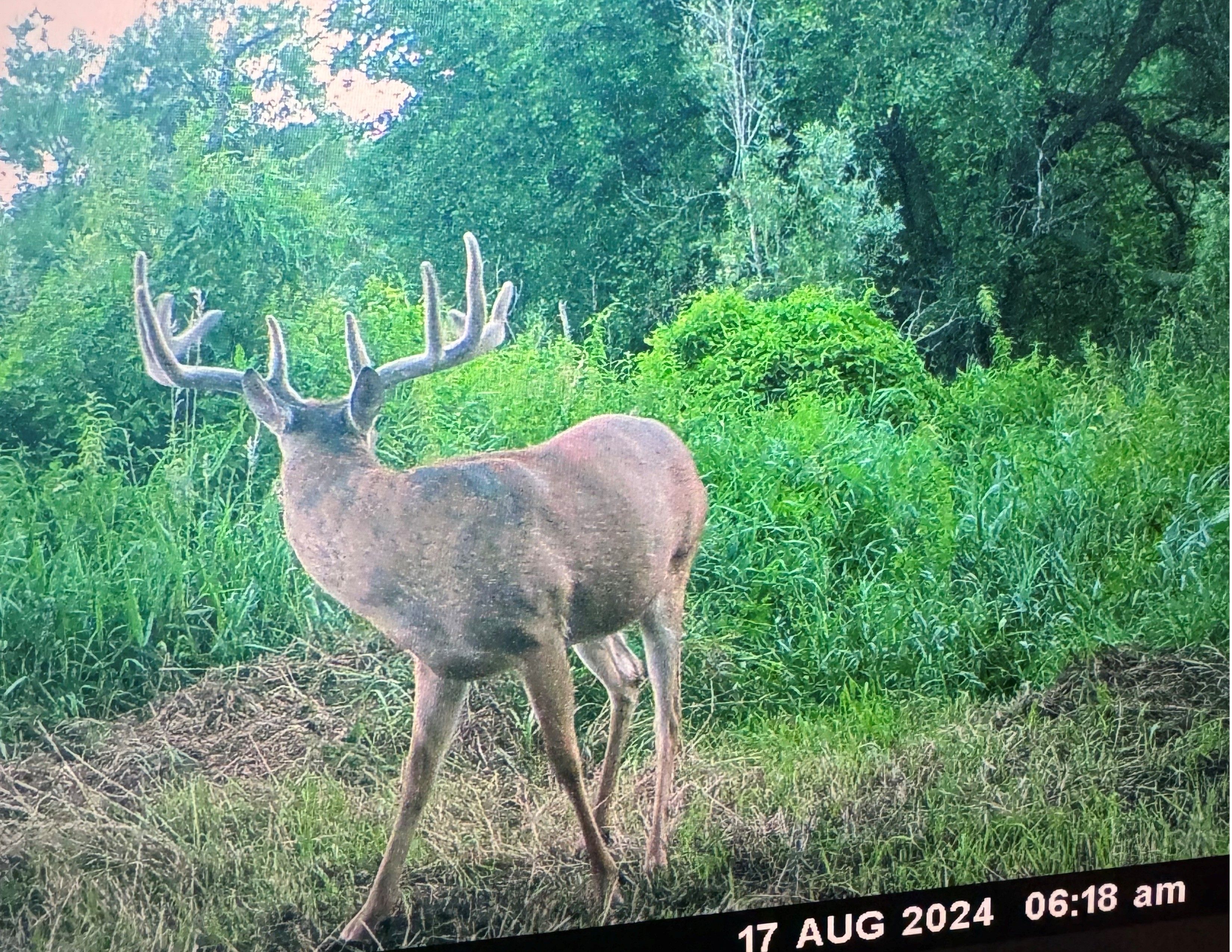 Listing Photo: 18159-Big Wide Buck
